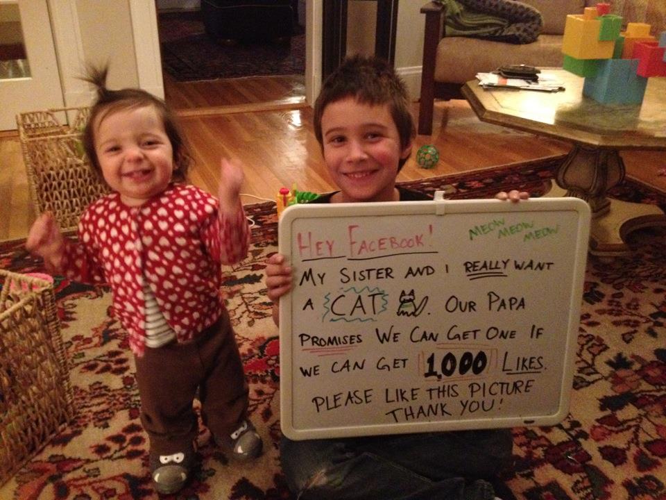facebook-cats